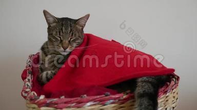 一只被红毯子覆盖的篮子里的猫在做梦，摇着尾巴